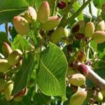 Gafsa : la production de pistaches atteindra 4289 tonnes en 2025, un record national