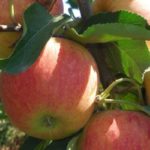 A Kasserine on récoltera moins de pommes pour la saison 2021-2022