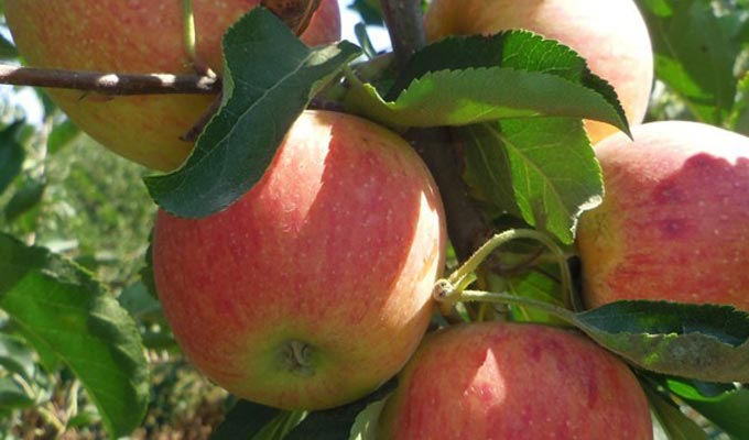 A Kasserine on récoltera moins de pommes pour la saison 2021-2022