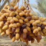 Kébili: Colloque sur la valorisation des produits agricoles dans les régions sahariennes