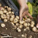 Stockage et commercialisation des pommes de terre et des oignons: Voici les mesures des ministères du Commerce et de l’Agriculture