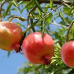 Béja : Récolte prometteuse des grenades à Testour en dépit du repli