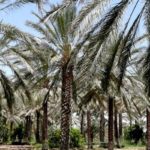Oasis de Tozeur : vers un programme d’adaptation climatique avec le PNUD