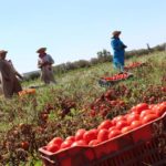 Tomates, piments, pommes de terre… Quelle évolution pour le maraîchage tunisien entre 2010 et 2024 ?