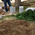 Valorisation des déchets du palmier dattier : initiative agricole à Douz pour le compostage
