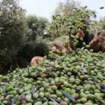 Gabès: Coup d’envoi des opérations de cueillette des olives
