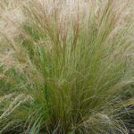 Tunisie : la campagne de cueillette de l’alfa 2025–2026 ouverte du 1er août au 31 janvier