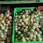 Ben Arous: Les agricultures invités à traiter les fruits contre la mouche méditerranéenne