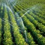 Jendouba – Pénurie d’eau : Les agriculteurs appelés au bon sens agricole Agriculture