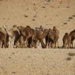 Ben Guerdane : une campagne vétérinaire pour traiter les dromadaires touchés par la gale
