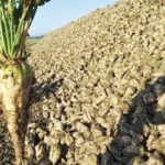 Jendouba : des agriculteurs dénoncent l’inefficacité des herbicides dans les cultures de betterave sucrière Champ de betteraves sucrières verdoyant en Tunisie sous un ciel pluvieux, illustrant la relance de la filière GINOR