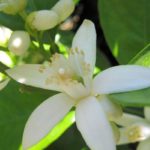 Fleur de bigaradier en Tunisie : Nabeul au cœur d’une récolte entre patrimoine et enjeux économiques