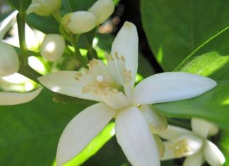 Fleur de bigaradier en Tunisie : Nabeul au cœur d’une récolte entre patrimoine et enjeux économiques