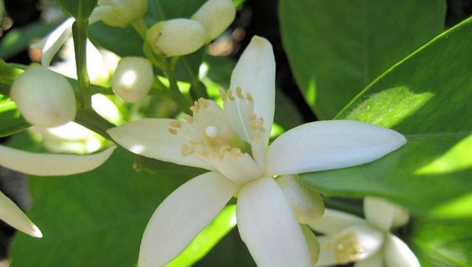 Fleur de bigaradier en Tunisie : Nabeul au cœur d’une récolte entre patrimoine et enjeux économiques
