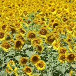 Le colza commercial constitue-t-il une menace pour des filières agricoles en Tunisie