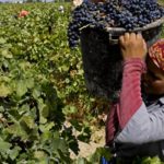 Viticulture: Production de raisins en hausse à Nabeul