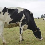 Santé animale : une commission scientifique planche sur la vaccination contre la tuberculose bovine