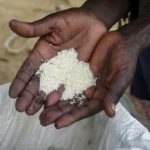 TICAD : La production de riz africain est passée de 14 à 28 millions de tonnes en dix ans
