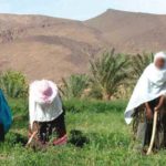 Tozeur: Forage d’un puits de substitution destiné à l’irrigation des cultures oasiennes