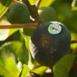 Béja : lancement du colloque tuniso-algérien sur l’agroforesterie du figuier à Thibar