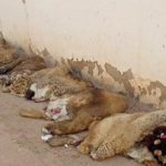 Tunisie : reprise en 2026 de la campagne nationale de valorisation des peaux de sacrifice