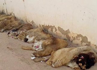 Tunisie : reprise en 2026 de la campagne nationale de valorisation des peaux de sacrifice