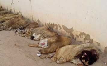 Tunisie : reprise en 2026 de la campagne nationale de valorisation des peaux de sacrifice