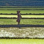 Sierra Leone : La BAD finance 2,25 M$ pour renforcer l’agriculture et la sécurité alimentaire