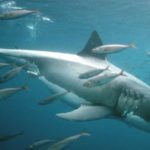 Biodiversité marine : la Tunisie renforce la recherche pour sauver les élasmobranches menacés