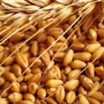 Siliana: Approvisionnement des agriculteurs en semences sélectionnées