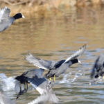 L’Association “les Amis des Oiseaux” entame le dénombrement des oiseaux d’Eau pour l’année 2022