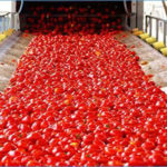 Nabeul : Près de 260 mille tonnes de tomates récoltées à la clôture de la saison