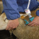 Kef : la dermatose nodulaire bovine maîtrisée grâce à une vaste campagne de vaccination