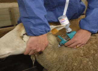 Tunisie : vers l’accréditation des laboratoires de santé animale pour renforcer la sécurité sanitaire