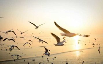 Tunisie : 2 millions de dollars de l’UICN pour restaurer l’écosystème du parc national de l’Ichkeul réserve naturelle