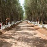 Environnement : une vision 2050 pour restaurer les terres et protéger les forêts tunisiennes