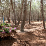 Semaine des Forêts Tunisiennes : Evaluation du 3éme plan stratégique