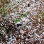 Kasserine : pluies et grêle causent des dégâts aux cultures dans plusieurs délégations
