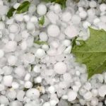 AGRICULTURE | Olives à Kasserine : la grêle menace-t-elle les prévisions de production de la campagne 2026-2027 ?