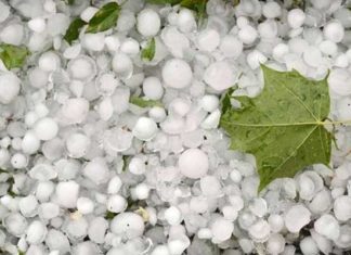 AGRICULTURE | Olives à Kasserine : la grêle menace-t-elle les prévisions de production de la campagne 2026-2027 ?