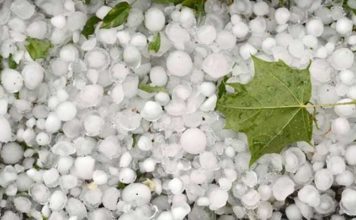 AGRICULTURE | Olives à Kasserine : la grêle menace-t-elle les prévisions de production de la campagne 2026-2027 ?