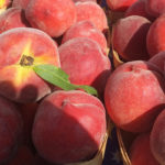 Tunisie : Recul des exportations de pêches, nectarines et autres fruits en 2024