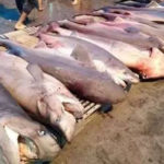 Quatre pays, dont la Tunisie, renforcent la gestion commune des ressources marines en Méditerranée