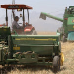 Kasserine-céréaliculture : 9650 ha moissonnés et un rendement record en 2025