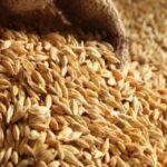 Tunisie : un achat stratégique de 125 000 tonnes de blé tendre pour sécuriser l’approvisionnement