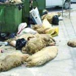 Monastir : forte mobilisation des municipalités avec plus de 2 700 tonnes de déchets durant l’Aïd
