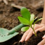 Journée nationale de l’Arbre : une opération de reboisement à El Menzah 9 ce dimanche