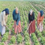 Kairouan : 83 travailleuses saisonnières soutenues pour lancer leurs projets agricoles