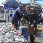 Nabeul : Baisse de 60 % des richesses halieutiques due à la pêche illicite