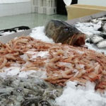 Produits de la pêche : l’excédent commercial tunisien recule malgré des exportations à 764 MD